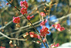 北野神社境内の梅の花