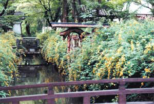 松尾大社の山吹