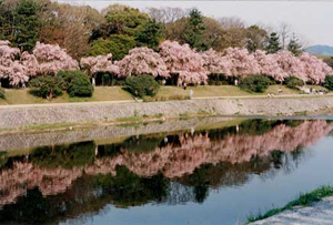 賀茂川畔の桜